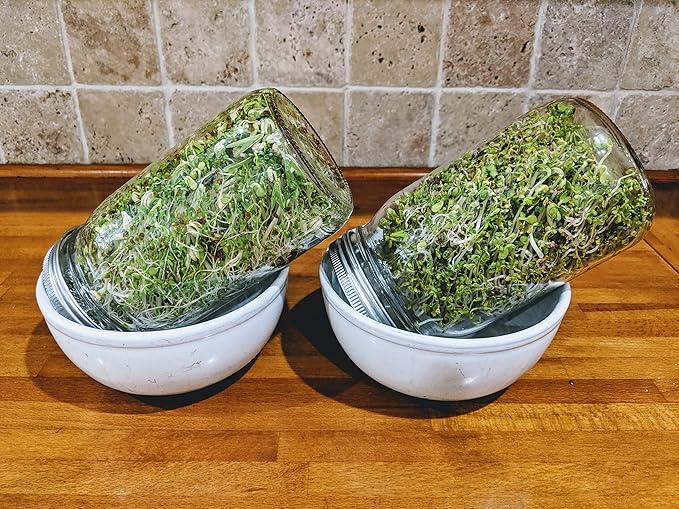 Sprouting Jar with Variety Pack Sprouting Seeds Kit Non-GMO. Pack of 5 premeasured Seeds for 32oz Jars. Includes 1 Packs of: Broccoli, Alfalfa, Radish, Mung Beans & Salad Mix