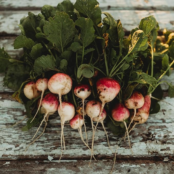 Sparkler White Tip Radish - 150 Seeds - Heirloom Radish Variety, Easy-to-Grow & Fast-Growing, Non-GMO Radish Seeds for Planting Indoors or Outdoors in a Home Garden, Thresh Seed Company
