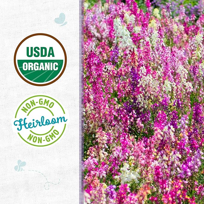 Back to The Roots 100% Organic Seed Packet - Linaria 'Fairy Bouquet' 50mg