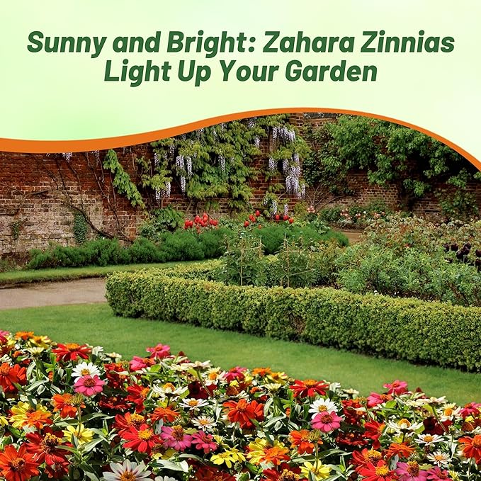 Outsidepride Zahara Mix Zinnia Seeds - 100 Pcs Annual, Heat & Drought Tolerant Flower Seeds for Planting w/Vibrant Blooms for Pollinator Gardens & Floral Arrangements