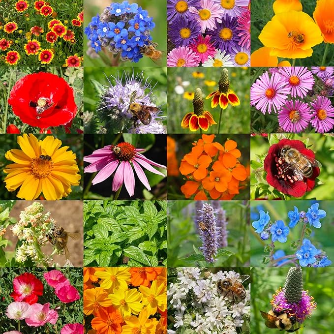 Seed Needs Pollinator Seed Mix Honey Bee Blend Wildflowers | Bulk 1 Ounce 12,500+ Heirloom Seeds 20 Pollinator Friendly Flower Varieties | Help Save the Bees Produces Colorful Blooms | Open Pollinated