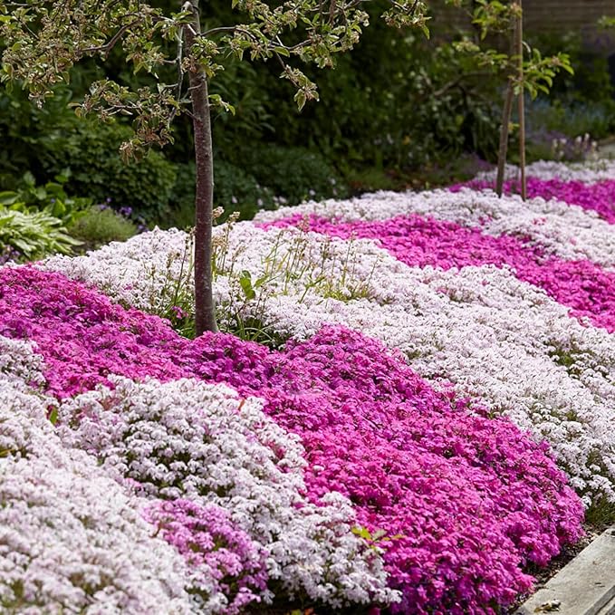 1000+ Creeping Phlox Seeds for Planting - Bright Phlox Seeds Creeping Perennial Ground Cover Plants - Annual Flower for Home and Garden