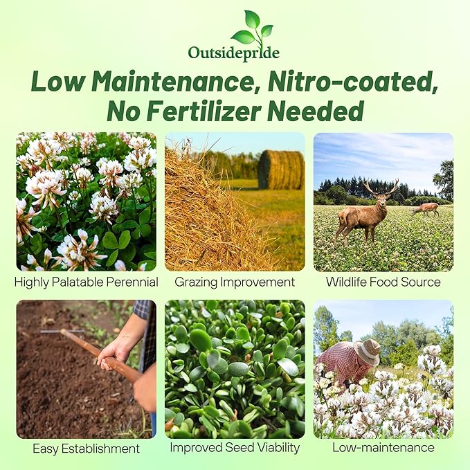 Outsidepride Perennial White Ladino Clover Seed - 5 lbs. Nitrocoated, Inoculated Bulk Clover Seeds, Ideal for Pasture, Forage, Food Plots & Wildlife Ground Cover for Continuous & Rotational Grazing