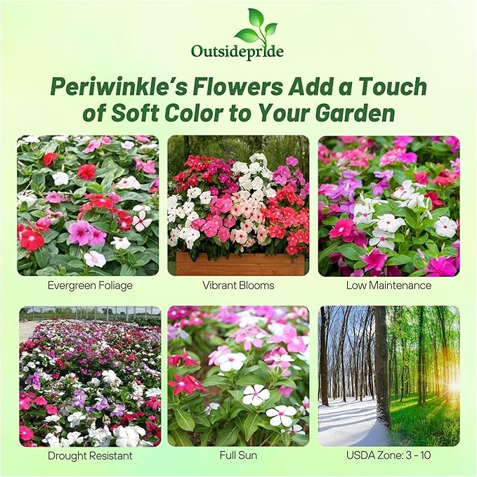 Outsidepride Mix Periwinkle Seeds for Planting – 2000 Pcs Annual, Fast-Blooming, Heat & Drought Tolerant Vinca Flower Seeds with Vibrant Colors Ideal for Gardens, Beds, Borders & Containers