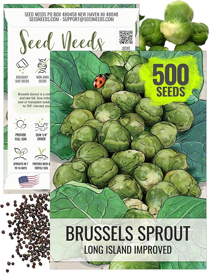 Seed Needs, Long Island Improved Brussels Sprout Seeds - 500 Heirloom Seeds for Planting Brassica oleracea - Non-GMO & Untreated for an Outdoor Garden (1 Pack)