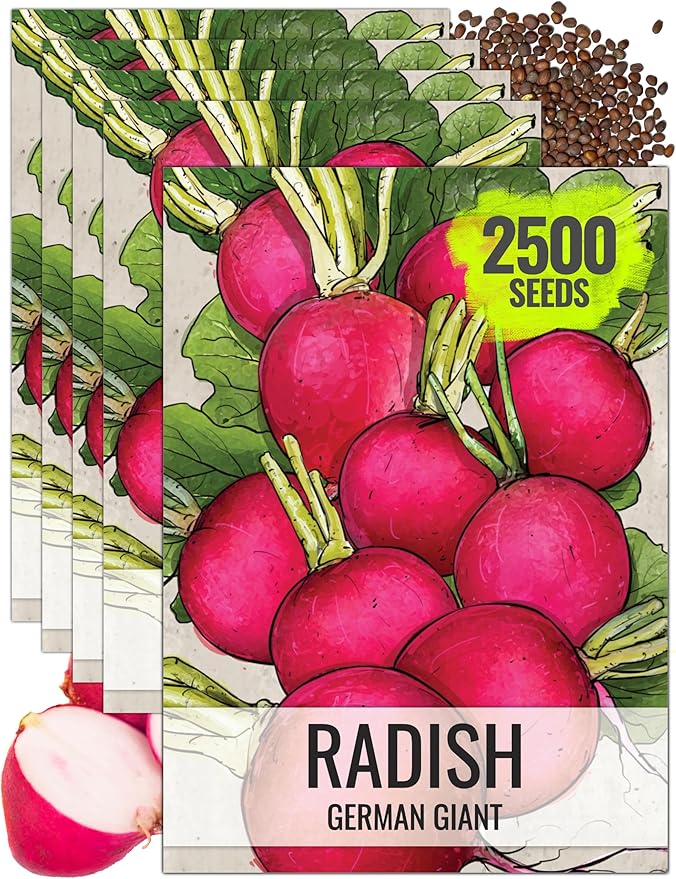 Seed Needs Radish Seeds for Planting German Giant Radishes - Non-GMO, Heirloom & Untreated - Grow a Home Grown Vegetable Garden - Cool Weather Crops (5 Packs)