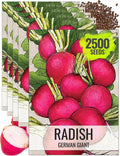 Seed Needs Radish Seeds for Planting German Giant Radishes - Non-GMO, Heirloom & Untreated - Grow a Home Grown Vegetable Garden - Cool Weather Crops (5 Packs)