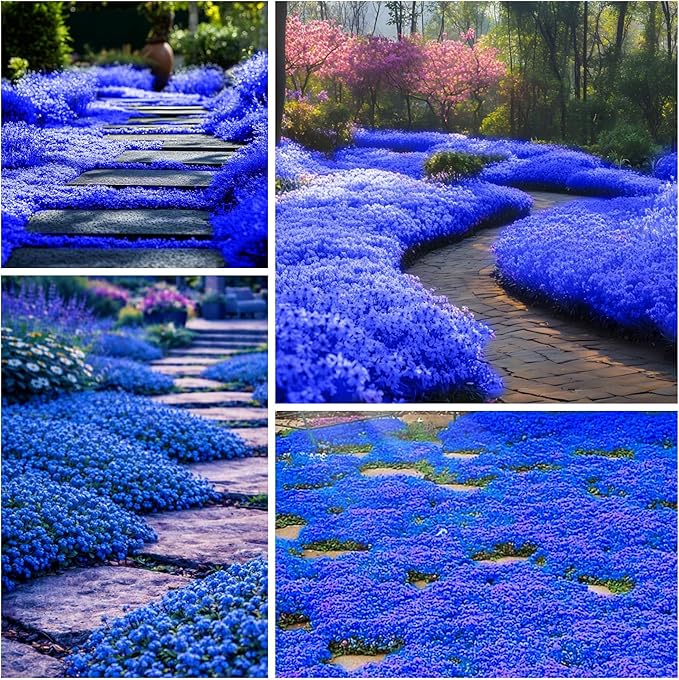 20500+ Magic Blue Creeping Thyme Seeds for Planting Ground Cover Plants Perennial Thyme Non-GMO Thymus Serpyllum Seed Heirloom Carpet Creeping Flowers Seeds