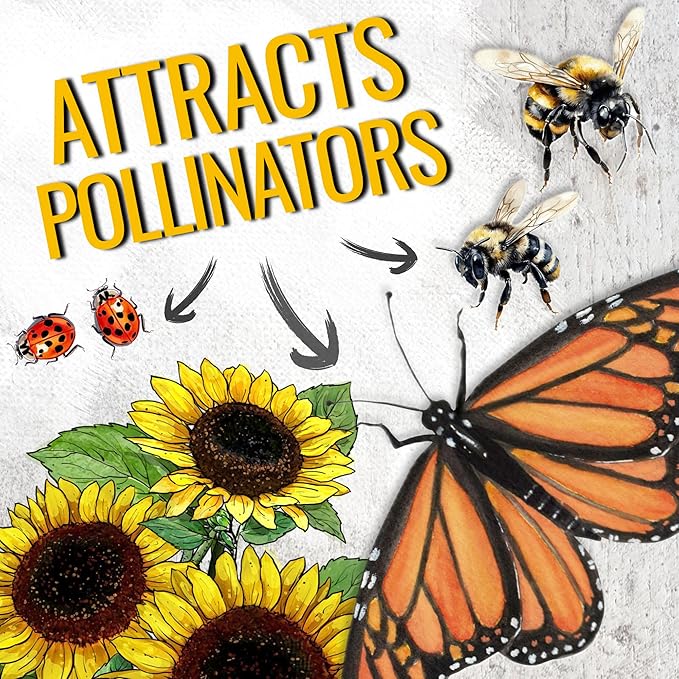 Seed Needs Dwarf Sunflower Seeds for Planting Yellow Pygmy Sunflowers - Heirloom & Open Pollinated Annual Cut Flowers - Perfect for Butterfly Gardens (2 Packs)