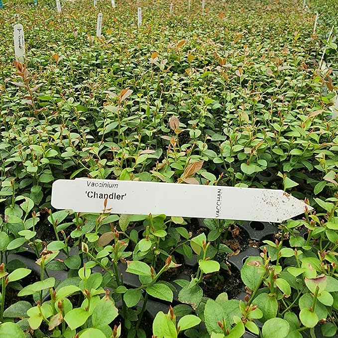 Blueberry Plant Chandler Live for Sale (4 Pack) | Easy to Grow Plants | Edible Fruit Plant for Sustainable Living | Grow Your own Food on Your Edible Organic Garden| Live for Planting| No Seeds