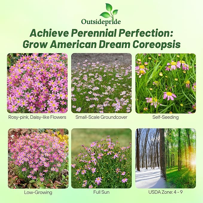Outsidepride American Dream Pink Coreopsis Seeds - 250 Pcs Perennial & Hardy Flower Seeds for Planting w/Fine Foliage, Ideal for Borders, Pollinator-Friendly Gardens, & Low-Maintenance Landscaping