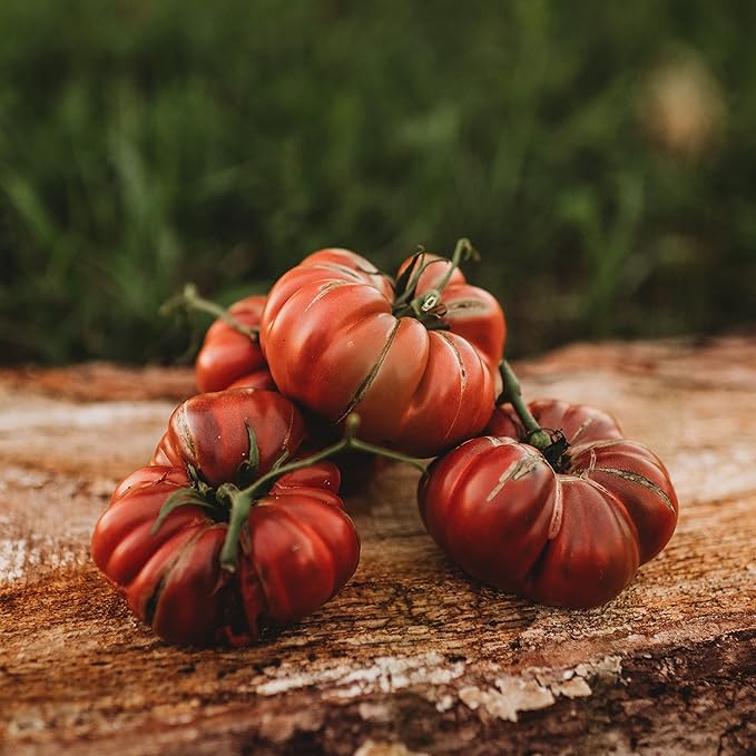 Noire de Coseboeuf Scalloped Purple Tomato - 50 Seeds - Heirloom Tomato Variety, Non-GMO Vegetable Seeds for Planting in The Home Garden, Thresh Seed Company