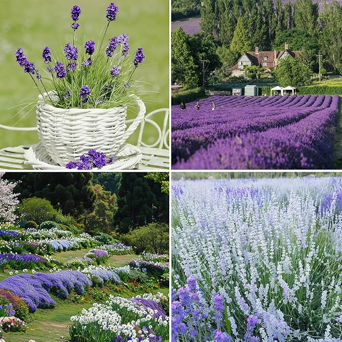 9500pcs Lavender Perennial Flower Seeds for Planting, Non-GMO Heirloom Purple Lavender Perennial Wildflower Plant Seeds, Open Pollinated Beauty Home Garden Flowers in Outdoors Indoors