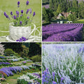 9500pcs Lavender Perennial Flower Seeds for Planting, Non-GMO Heirloom Purple Lavender Perennial Wildflower Plant Seeds, Open Pollinated Beauty Home Garden Flowers in Outdoors Indoors