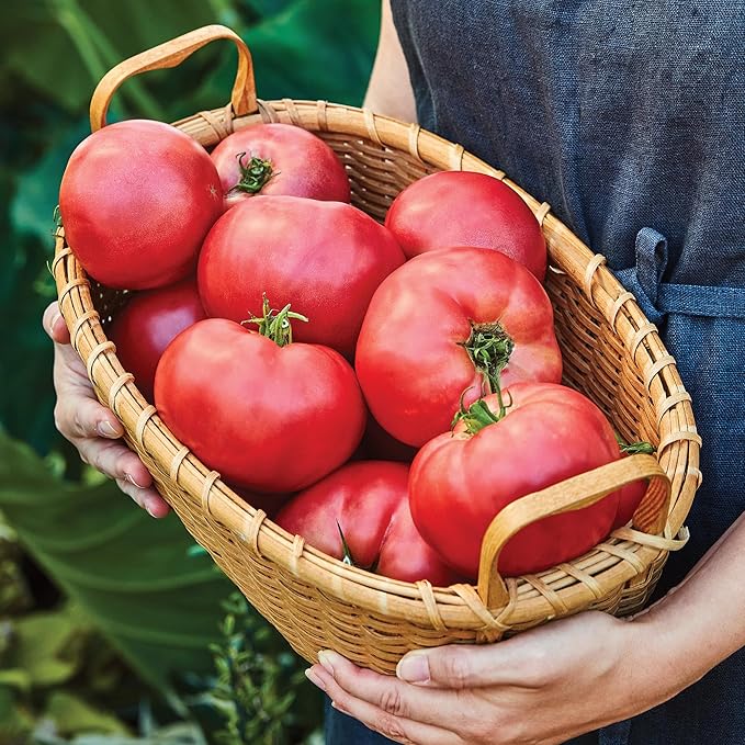 Burpee 'Medium Rare Hybrid' Tomato Seeds for Planting - Non-GMO, Indeterminate, Pink Beefsteak Slicing Tomato, 35mg Seed Packet for Home Garden