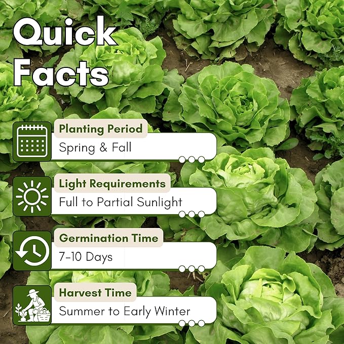 Crisphead Iceberg Lettuce Seeds for Planting - Heirloom, Non-GMO Head Variety with Dense, Crunchy Heads for Fresh Salads, Sandwiches, and Home Garden Growing | Woods Creek Seeds