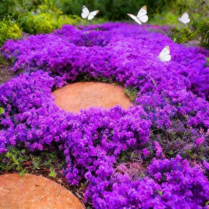 Purple Creeping Thyme Ground Cover Flower Seeds for Planting, 20008pcs Perennial Purple Creeping Wild Thymus Seeds, Non-GMO Heirloom Wild Thymus Serpyllum Flower Plants for Home Garden Outdoors