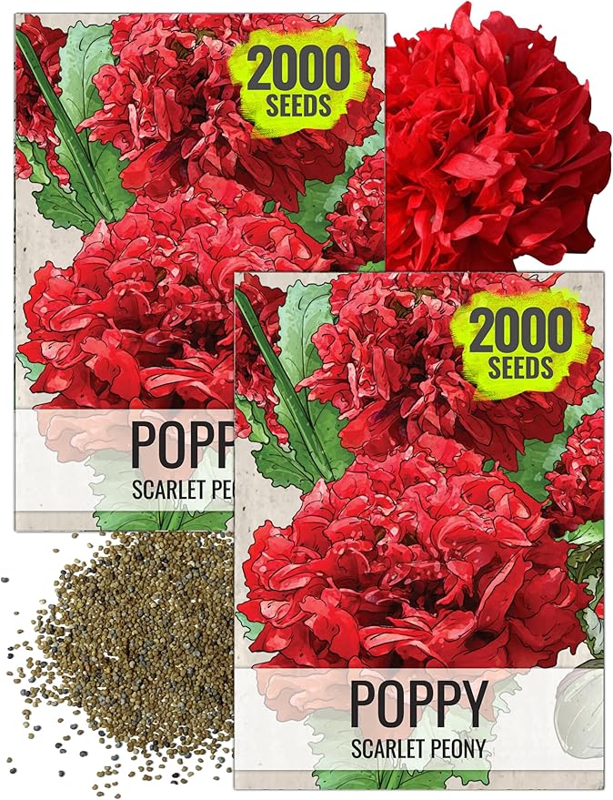 Seed Needs Scarlet Peony Poppy Seeds for Planting - Heirloom & Open Pollinated Annual Flowers - Red Ruffled Blooms to Attract Butterflies to the Garden (2 Packs)
