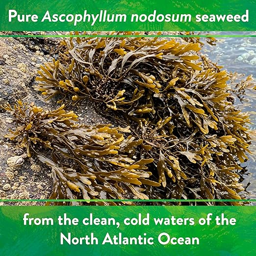Down To Earth All Natural Fertilizers Organic Kelp Meal - Plant Food with Seaweed (Ascophyllum nodosum), Potassium and Trace Minerals 1-0.1-2, 0.5 lb