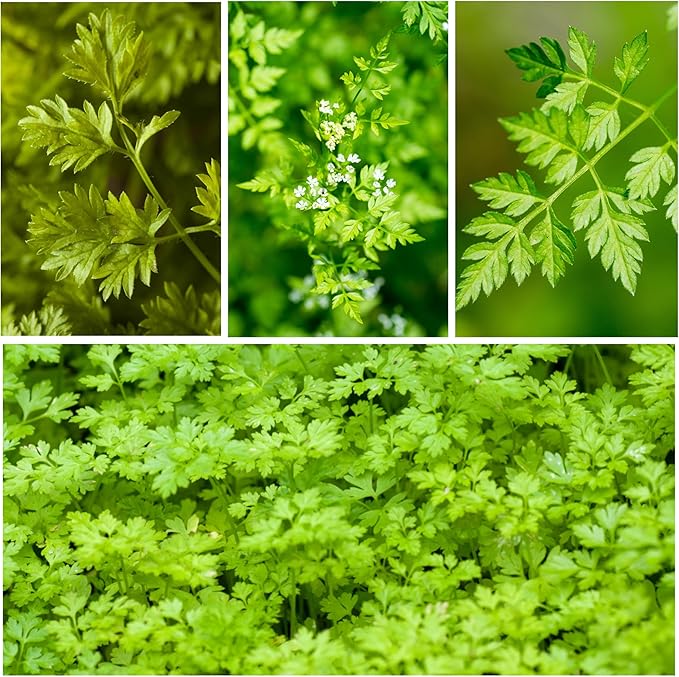 Seed Needs Chervil Seeds for Planting - Non-GMO, Heirloom & Untreated Annual Herbs - Grow an Indoor/Outdoor Garden Full of Culinary French Parsley (2 Packs)