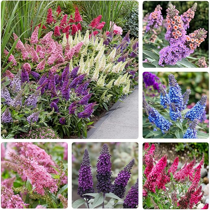 330+ Perennial Mix Butterfly Bush Seeds for Planting-Non-GMO Heirloom Plant Seeds Garden Outdoor