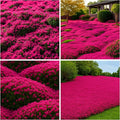 22500+ Magic Creeping Thyme Seeds for Planting Perennial Thyme Seeds Thymus Serpyllum Seed Heirloom Flowers Ground Cover Plants