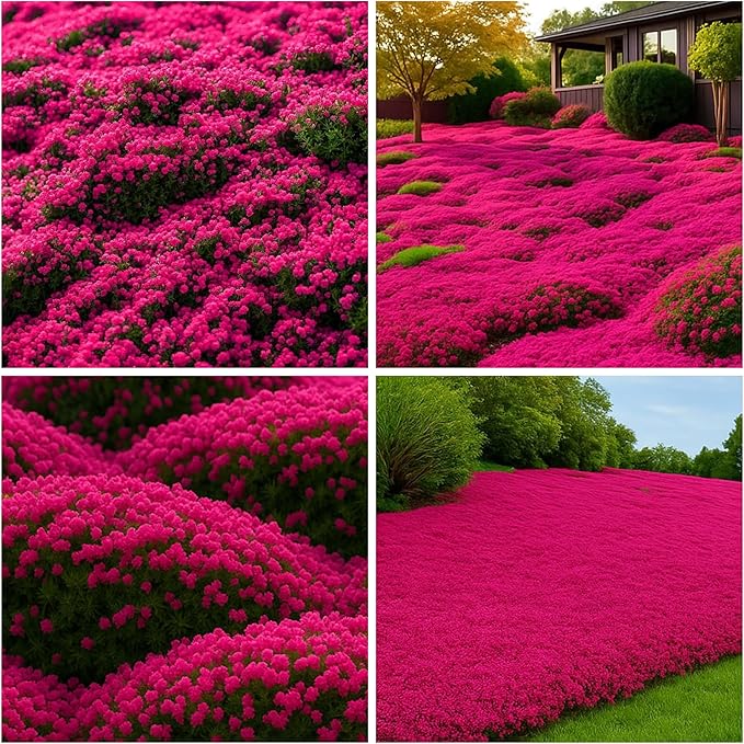 22500+ Magic Creeping Thyme Seeds for Planting Perennial Thyme Seeds Thymus Serpyllum Seed Heirloom Flowers Ground Cover Plants