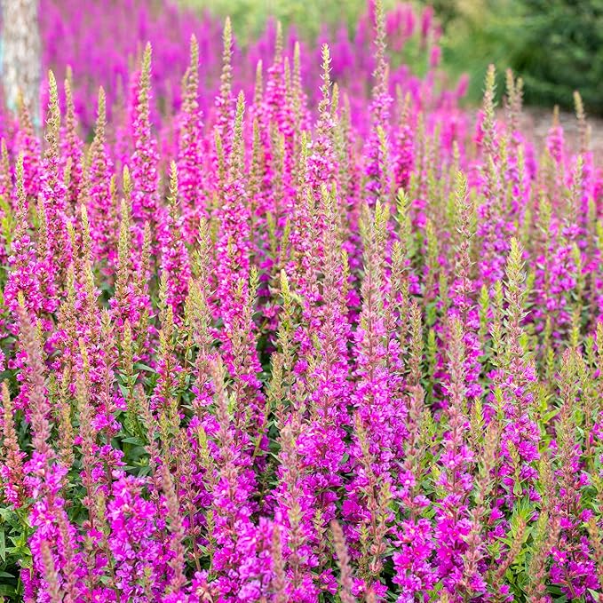 Outsidepride Pink Sunday Salvia Seeds - 2,000 Pcs Annual, Compact, Heavy Blooming & Drought-Tolerant Sage Seeds for Planting Fragrant Pink Blooms for Butterfly & Hummingbird Gardens & Landscaping