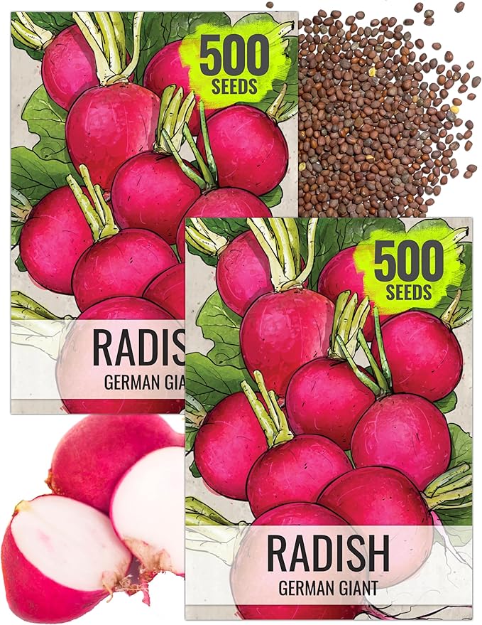 Seed Needs Radish Seeds for Planting German Giant Radishes - Non-GMO, Heirloom & Untreated - Grow a Home Grown Vegetable Garden - Cool Weather Crops (2 Packs)