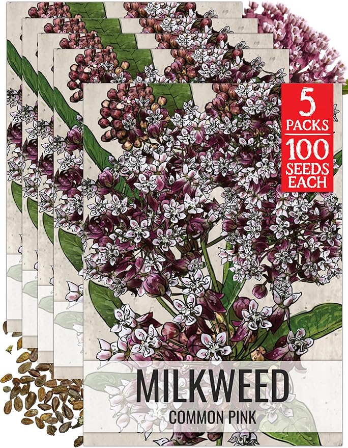 Seed Needs Pink Milkweed Seeds for Planting Common Asclepias syriaca - Heirloom & Open Pollinated Perennial Flower Seed to Plant a Monarch Butterfly Garden (5 Packs)