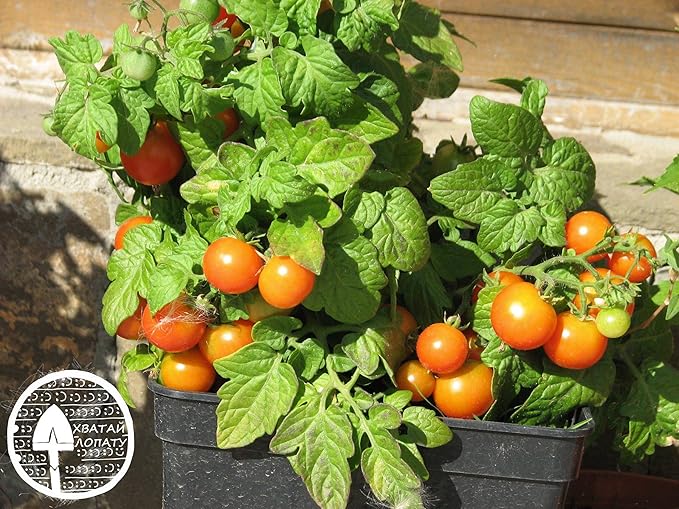 NIKA SEEDS - Seeds Vegetable Indoor Tomato Yellow Dwarf - 25 Seeds