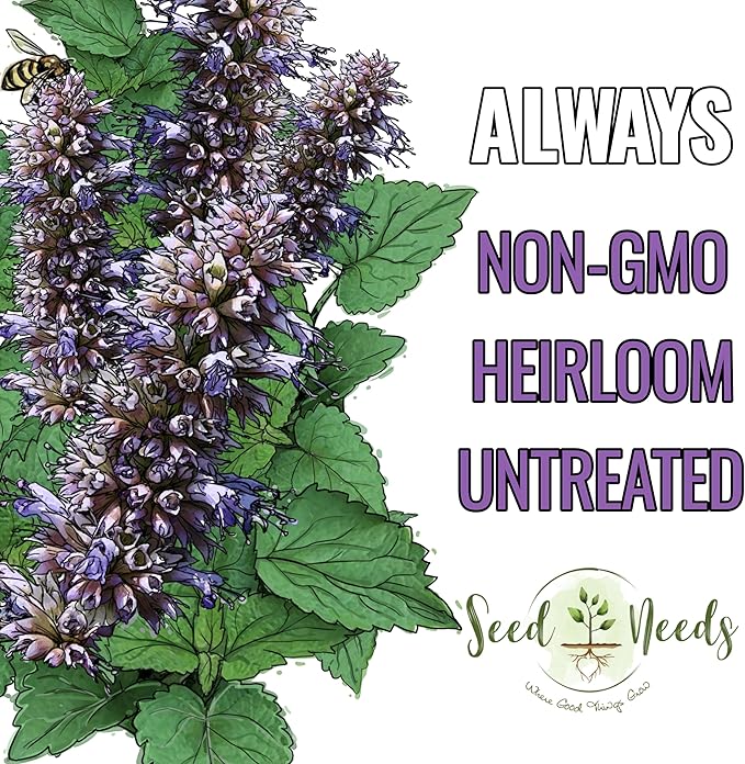 Seed Needs Anise Hyssop Seeds for Planting Agastache foeniculum - Non-GMO Heirloom & Untreated - Grow a Medicinal/Culinary Herb Garden for Tea & Essential Oils (5 Packs)