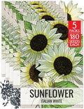 Seed Needs Sunflower Seeds for Planting Italian White Sunflowers - Heirloom & Open Pollinated Flower Seed to Plant Pale Yellow Flowering Plants in a Butterfly Garden (5 Packs)