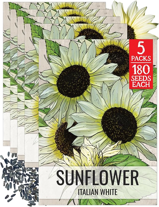 Seed Needs Sunflower Seeds for Planting Italian White Sunflowers - Heirloom & Open Pollinated Flower Seed to Plant Pale Yellow Flowering Plants in a Butterfly Garden (5 Packs)