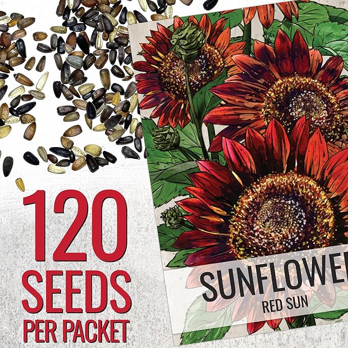 Seed Needs Sunflower Seeds for Planting Red Sun Sunflowers - Heirloom & Open Pollinated Annual Flowering Plants to Grow a Butterfly Garden to Attract Pollinators (1 Pack)