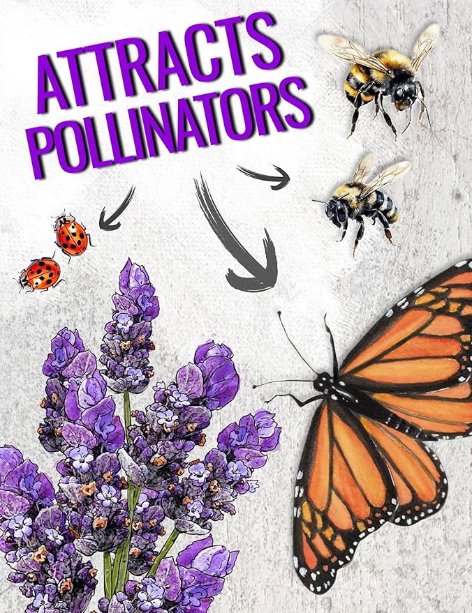 Seed Needs English Lavender Seeds for Planting Lavendula angustifolia Plants - Non-GMO Heirloom & Untreated USA sourced Herb Seeds to Plant Indoors or Outdoors (XL Pack)