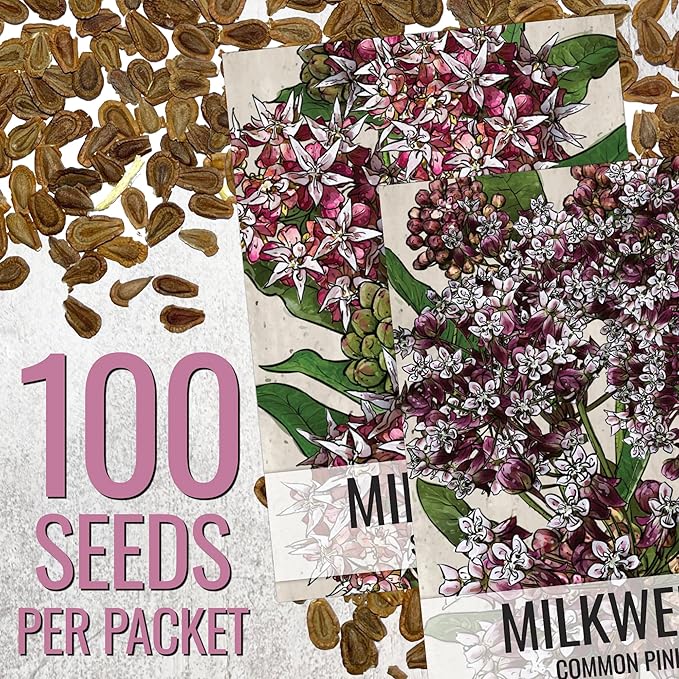 Seed Needs Milkweed Seeds for Planting Showy Pink/Common Pink Asclepias Flowers - Heirloom Wildflowers to Attract Monarch Butterflies to a Butterfly Garden