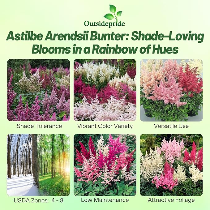 Outsidepride Bunter Astilbe Seeds – 2000 Pcs Perennial, Shade Tolerant Flower Seeds for Planting Vibrant Mixed Blooms in Moist Areas, & Pollinator-Friendly Garden Borders with High Germination Rate
