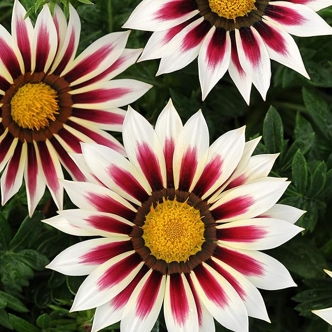 Outsidepride New Day Rose Striped Gazania Seeds for Planting – 25 Pcs Perennial, Low-Maintenance, Drought-Tolerant Ground Cover Seeds for Vibrant Summer & Fall Flowers, Great for Outdoor Gardens