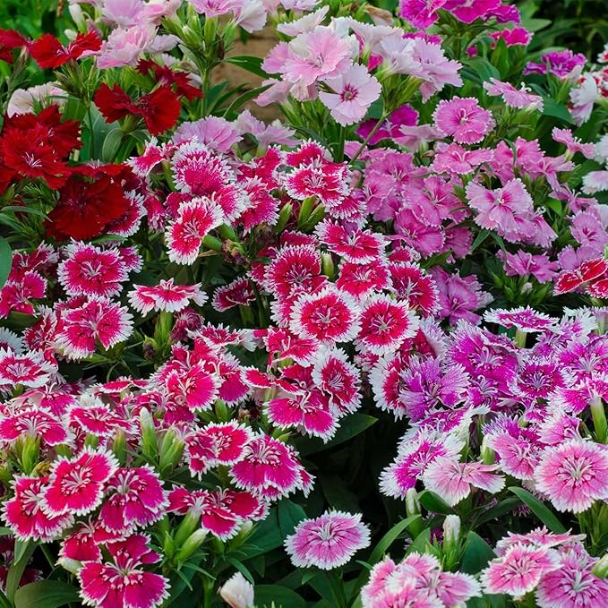 Dianthus Floral Lace Series Mix ~25 Seeds – Dianthus chinensis x barbatus – Non-GMO, Annual/Biennial – Pelleted Flower Seeds – 8–10" Tall – Full Sun – 105–112 Days – Ornamental Bedding Plant
