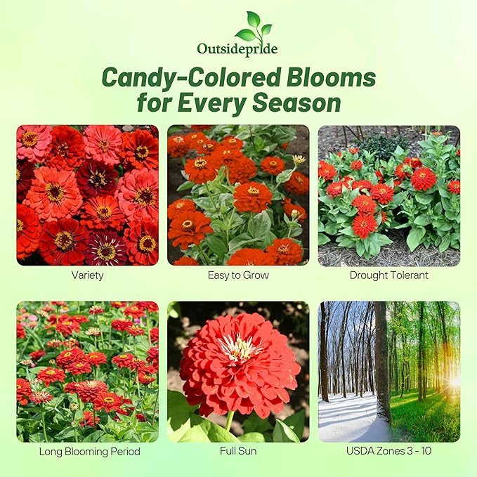 Outsidepride Berry Tart Zinnia Seeds - 2000 Pcs Annual, Heat & Drought Tolerant Flower Seeds for Planting w/Vibrant Blooms for Pollinator Gardens & Floral Arrangements