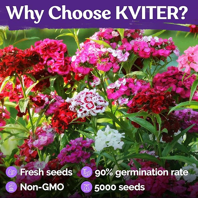 KVITER 5000 Mix Sweet William Seeds for Planting (Dianthus barbatus) – Organic & Heirloom Seed, Clove-Scented Blooms, Drought Tolerant – Perennial Flower Seeds to Plant Outside & Inside