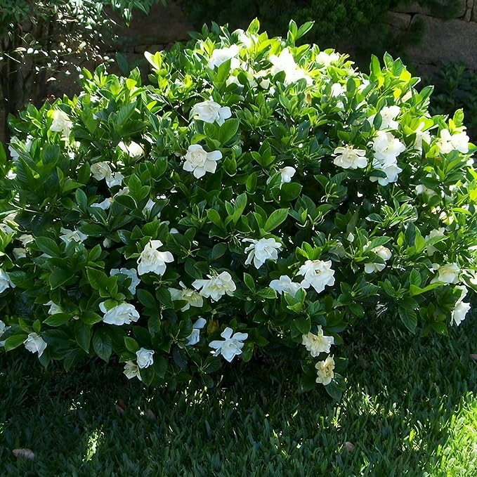 Gardenia Jasminoides Seed for Planting, 300+ Jasmine Climber Seeds, Perennial Plants, Non-GMO Heirloom Gardenia Jasminoides Seeds for Garden Home Outdoor