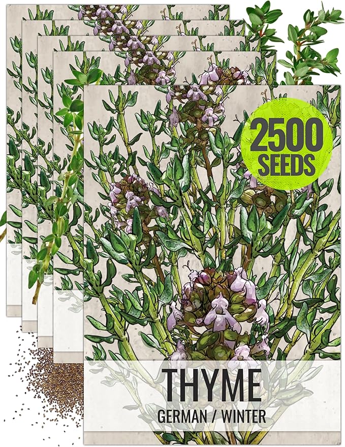 Seed Needs Thyme Seeds for Planting - Non-GMO Heirloom & Untreated Perennial Herb Seed to Plant a Culinary Kitchen Garden Indoors or Outdoors (5 Packs)