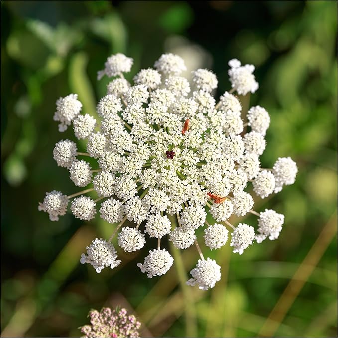 Seed Needs, Bishop's Flower Seeds - 800 Heirloom Seeds for Planting Ammi majus - Open Pollinated Annual Flowers for Growing a Butterfly Garden (1 Pack)
