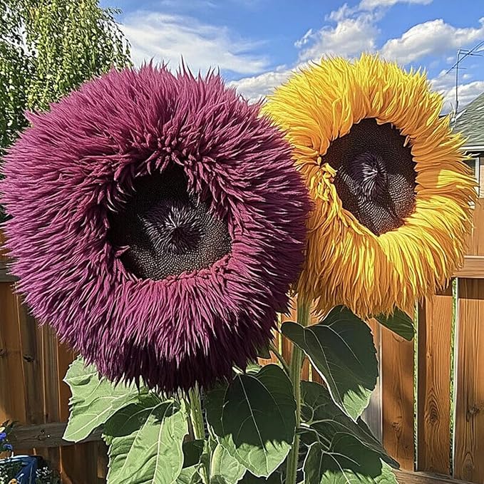 700+ Sunflower Seeds for Planting - Giant Teddy Bear Sunflower Heirloom Non-GMO Seeds Open Pollinated & Untreated - Attracts Butterflies & Bees