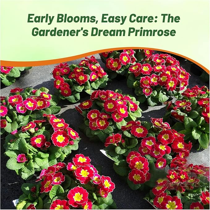 Outsidepride Danova Cherry Edge Common Primrose Seeds - 50 Pcs Annual, Hardy, Easy to Grow & Low Maintenance Flower Seeds for Planting Vibrant Soft Blooms, for Containers, Borders & Erosion Control