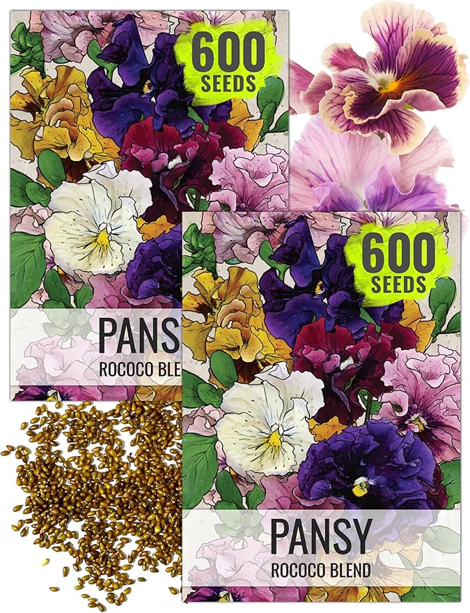 Seed Needs, Rococo Pansy Seeds - 600 Heirloom Seeds for Planting Viola Germania - Colorful Blooms for an Outdoor Flower Garden, Attracts Pollinators (2 Packs)
