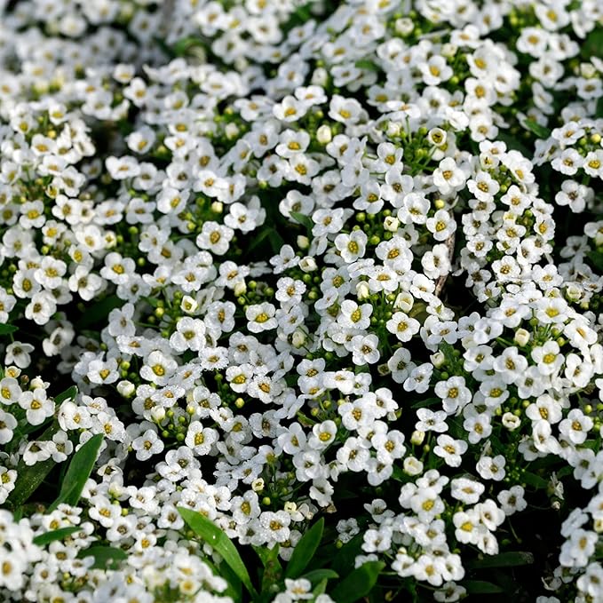 Seed Needs Carpet of Snow Alyssum Seeds for Planting - Heirloom & Untreated - Tender Perennial Flowers to Attract Pollinators to Rock Gardens, Pots, Containers & Window Boxes (5 Packs)