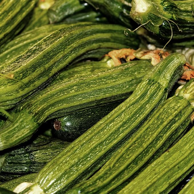 Banyan Botanicals Organic Zucchini Seeds – Costata Romanesco Zucchini Seeds – Great for Cooking, Baking, or Zucchini Noodles – 25 Count – Open Pollinated Non-GMO Easy-to-Grow